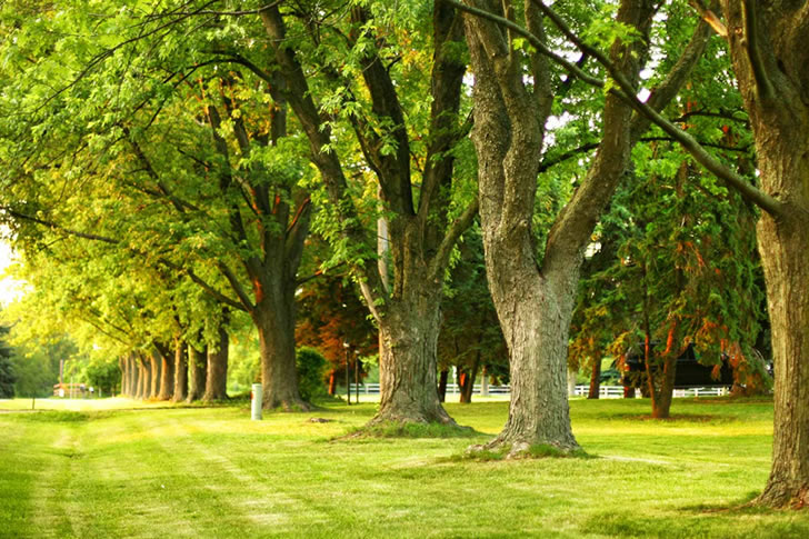 Understanding the Basics of Tree Services - Topchoicespost